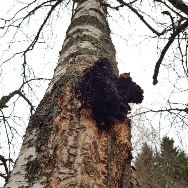 chaga pilz baum ernte