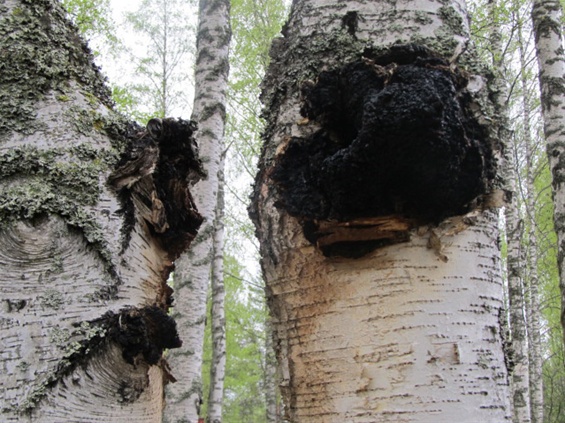 chaga pilz natur birke