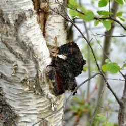 wilder chaga pilz