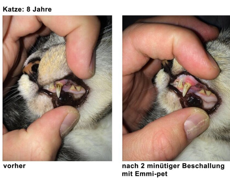 erfahrung katze 2 minuten