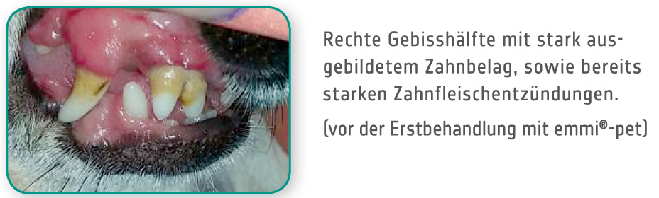 pet hund erfahrung vor